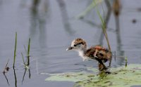 144 - BABY  PLASANT  TAILED  JACANA - PAUL ABANI - india